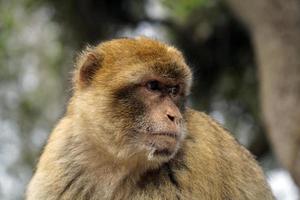 Single Barbary Macaque Monkey - Close-up on Head and Defocused Background photo