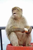 Single Barbary Macaque Monkey Sitting on a Barrel and Eating a Roll photo