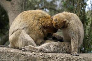 Two Barbary Macaques - One Monkey Pets the Second One photo