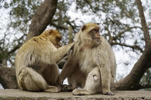 Two Barbary Macaques - One Monkey Pets the Second One photo