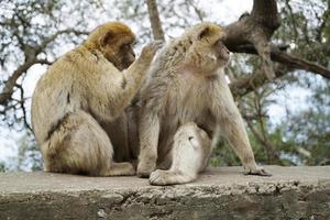 Two Barbary Macaques - One Monkey Pets the Second One photo