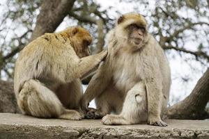 Two Barbary Macaques - One Monkey Pets the Second One photo