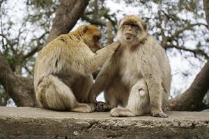 Two Barbary Macaques - One Monkey Pets the Second One photo