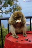 soltero berbería macaco mono sentado en un barril y comiendo un rodar foto