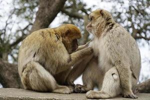 Two Barbary Macaques - One Monkey Pets the Second One photo