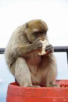 soltero berbería macaco mono sentado en un barril y comiendo un rodar foto