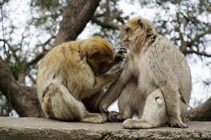 Two Barbary Macaques - One Monkey Pets the Second One photo