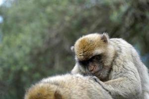 Two Barbary Macaques - One Monkey Pets the Second One photo