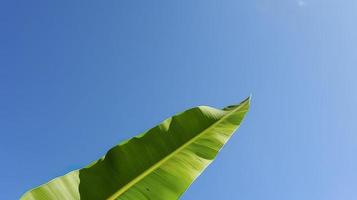 Green banana leave with clear blue sky , generat ai photo