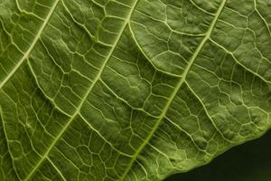 Close-up of green leaf nerves, generat ai photo