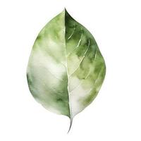 leaf green minimalism, watercolor on white background, generate ai photo