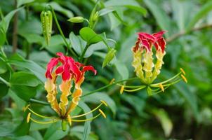 Climbing Lily or Gloriosa Superba Blooming in Natural Garden photo