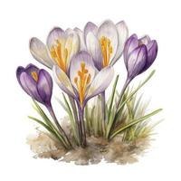 free crocuses flowers water color, pastel ,white background , generat ai photo