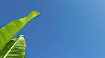 Green banana leave with clear blue sky , generat ai photo