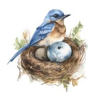 a simple drawing of a bluebird wearing a watercolor washed nest with eggs on it's head in the style of Beatrix Potter on white background, Generate Ai photo