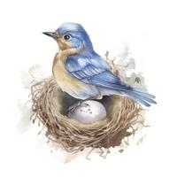 a simple drawing of a bluebird wearing a watercolor washed nest with eggs on it's head in the style of Beatrix Potter on white background, Generate Ai photo