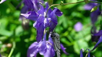aporia crataegi, mariposa blanca veteada de negro en estado silvestre, sobre flores de aquilegia. video