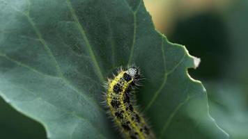 Caterpillar, papillon blanc du chou, Pieris brassicae, sur une feuille de chou video