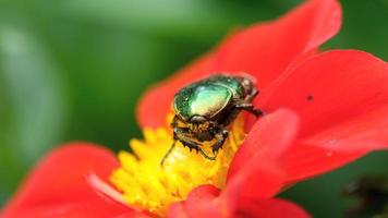 cetonia aurata även känd som rosenskav på den röda dahliablomman, makro video