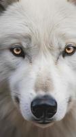un asombroso de cerca de un majestuoso blanco lobo, generar ai foto