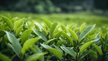 de cerca verde hojas con difuminar verde fondo en naturaleza, generar ai foto