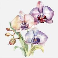 free orchid flowers water color, pastel ,white background , generat ai photo