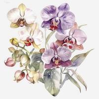 free orchid flowers water color, pastel ,white background , generat ai photo