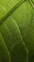 Close-up green leaf nerves, generat ai photo