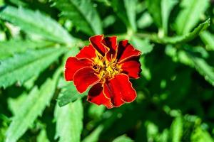 Fine wild growing flower marigold calendula on background meadow photo