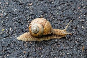 Big garden snail in shell crawling on wet road hurry home photo