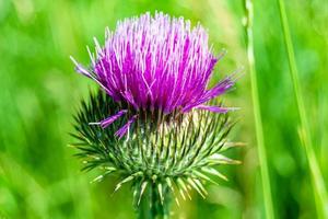 Beautiful growing flower root burdock thistle on background meadow photo