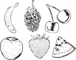 vectorized drawing of different fruits vector