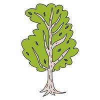 Cute doodle birch tree isolated on white background. Hand drawn forest element. vector