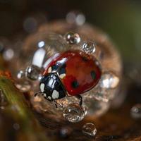 a sphere made of tiny glassine macro ladybugs, macro photography, generat ai photo