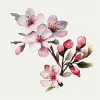 free cherry blossom flowers water color, pastel color with white background, generat ai photo