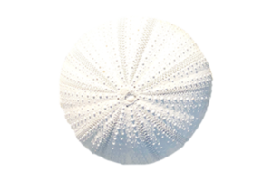 White sea shell isolated on a transparent background png