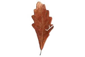 séché feuilles isolé sur une transparent Contexte png