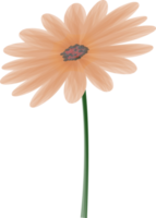 abstrait art cosmos, Marguerite fleur png