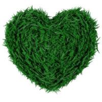 Green grass with heart shape photo