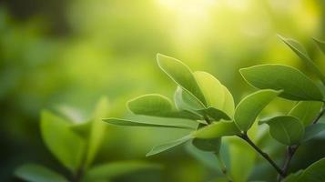 cerca arriba hermosa ver de naturaleza verde hojas en borroso verdor árbol fondo, generar ai foto