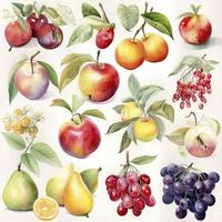 collection of pretty delicate watercolor fruits on  white background, Generate Ai photo