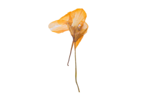 Yellow dried flower isolated on a transparent background png