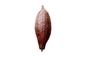 Kakao Obst isoliert auf ein transparent Hintergrund png