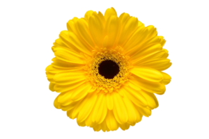 Gelb Blume isoliert auf ein transparent Hintergrund png