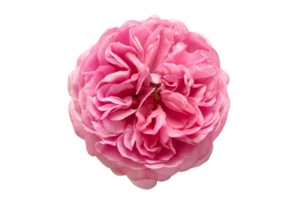 roze bloem geïsoleerd Aan een transparant achtergrond png