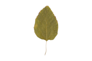 Green leaf isolated on a transparent png