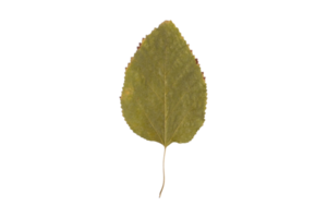 Grün Blatt isoliert auf ein transparent png