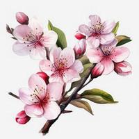 free cherry blossom flowers water color, pastel color with white background, generat ai photo