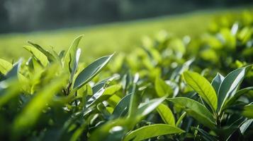 Closeup green leaves with blur green backgroun in nature, generat ai photo