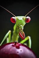 green preying mantis holding a red cherry, generat ai photo